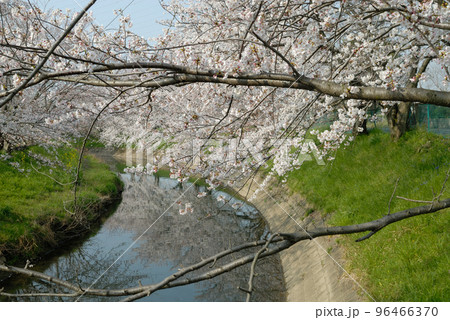 近所で見た桜 近所で見た桜 96466370