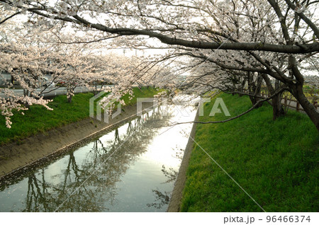 近所で見た桜 近所で見た桜 96466374