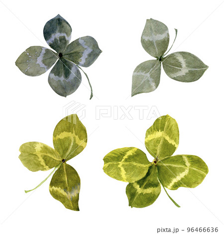Four-leaf and trifolium of clover isolated on white background. Botanical Illustration in Vintage Style Isolated on White. 96466636
