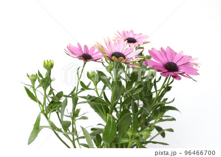 白バックのオステオスペルマム 96466700