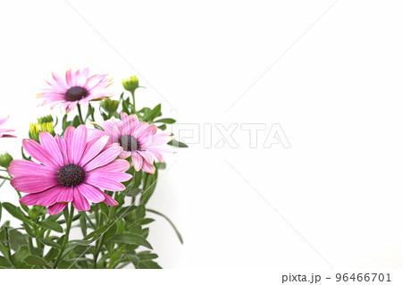 白バックのオステオスペルマム 96466701