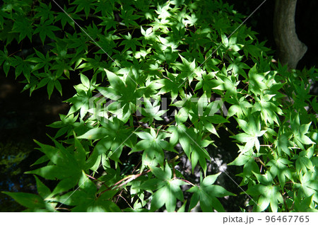 新潟 豪農の屋敷 新潟 豪農の屋敷 96467765