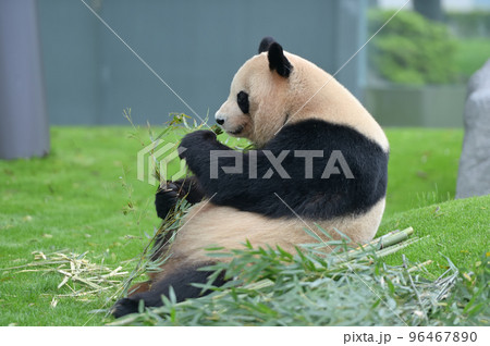 おいしそうに竹を食べる良浜 96467890