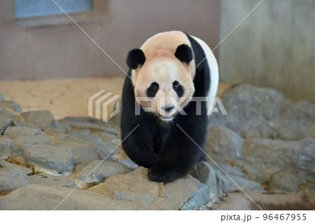 お散歩中の海浜 お散歩中の海浜 96467955