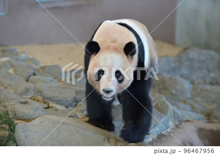 お散歩中の海浜 96467956