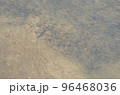 川の魚 96468036