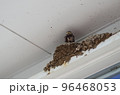 ツバメの巣 96468053