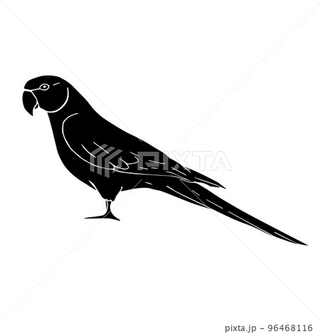 Vector hand drawn Indian ringneck parrot 96468116