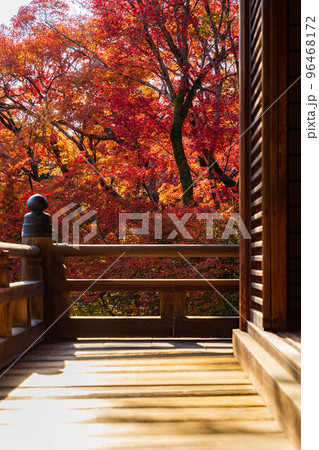 京都嵯峨嵐山の秋　紅葉の宝筐院　本堂 96468172