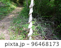 ねじれた木 96468173