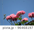 ピンクのバラ 96468197