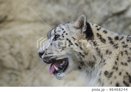ユキヒョウ 雪豹 ユキヒョウの表情 ユキヒョウ 雪豹 ユキヒョウの表情 96468244