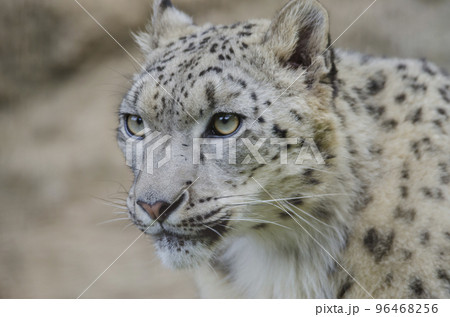 ユキヒョウ 雪豹 ユキヒョウの表情の写真素材 [96468256] - PIXTA