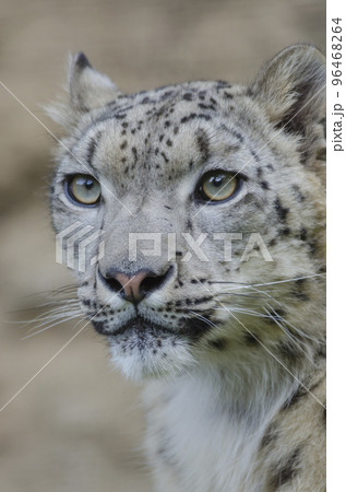 ユキヒョウ 雪豹 ユキヒョウの表情の写真素材 [96468264] - PIXTA