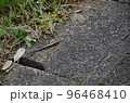 トカゲ 96468410