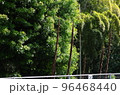 伸びたタケノコ 96468440