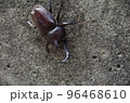 カブトムシ 96468610