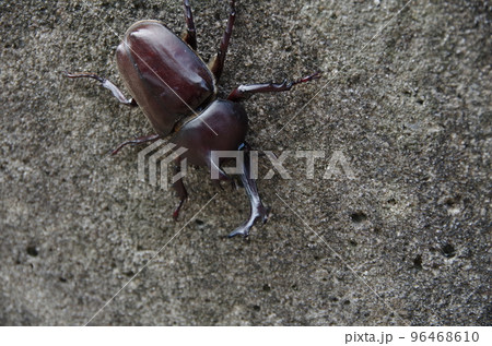 カブトムシ カブトムシ 96468610