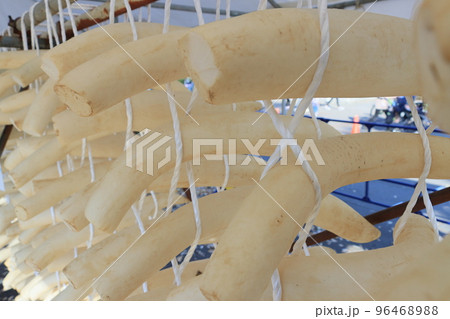 練馬大根のたくわん干し 漬物作り タクワン作り 練馬大根のたくわん干し 漬物作り タクワン作り 96468988