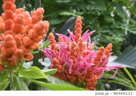 オレンジ色の苞から出たピンク色の花が燃える炎のように綺麗なアフェランドラ・シンクライリアナの花 96469232