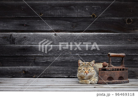 A thick cat is located next to a heavy and rusty old coal iron on a wooden surface 96469318