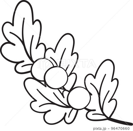 cute Christmas mistletoe cherry on leaves outline cartoon doodle hand drawn cute Christmas mistletoe cherry on leaves outline cartoon doodle hand drawn 96470660