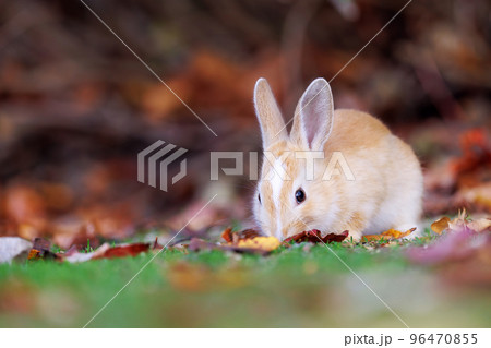 大久野島の兎 96470855