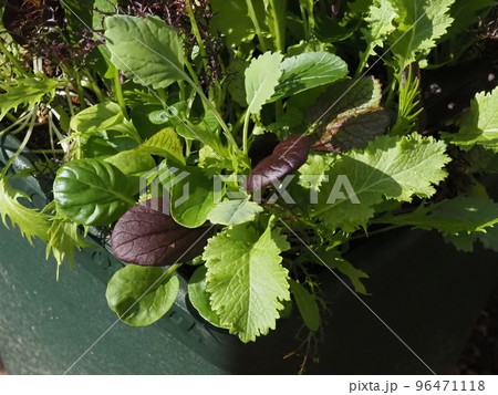 ベビーリーフの寄せ植え 96471118