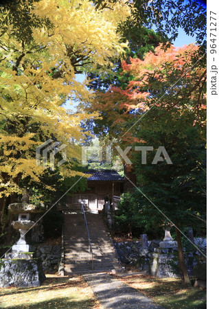 雷神社、イチョウ イロハモミジ 雷神社、イチョウ イロハモミジ 96471277