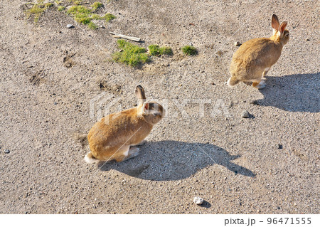 【大久野島のうさぎ (うさぎの島】 広島県竹原市忠海町 【大久野島のうさぎ (うさぎの島】 広島県竹原市忠海町 96471555