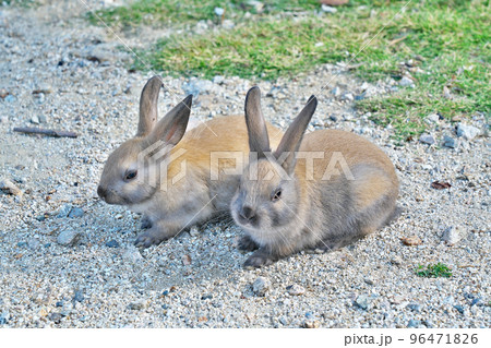 【大久野島のうさぎ (うさぎの島】 広島県竹原市忠海町 96471826