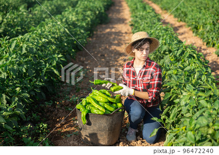 Female workers harvesting bell peppers on plantation Female workers harvesting bell peppers on plantation 96472240