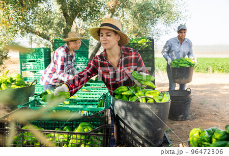 Woman farmer filling crates with pepper outdoors Woman farmer filling crates with pepper outdoors 96472306
