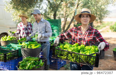 Female farmer carries a crate of ripe green bell peppers in backyard of a farm Female farmer carries a crate of ripe green bell peppers in backyard of a farm 96472307