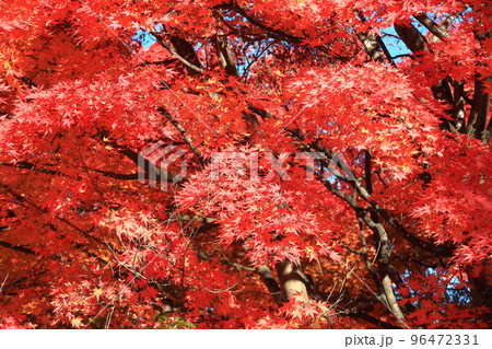 河口湖セブンイレブン周辺の景観 96472331