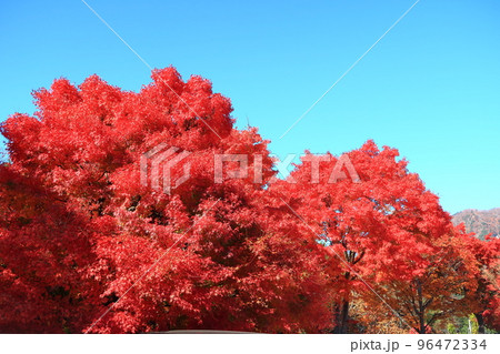 河口湖セブンイレブン周辺の景観 河口湖セブンイレブン周辺の景観 96472334