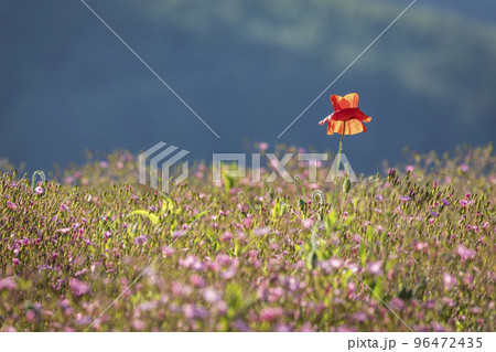 敵 花びら 赤色 96472435