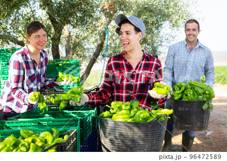 Team of farmers sorting green bell peppers in backyard of farm after harvest Team of farmers sorting green bell peppers in backyard of farm after harvest 96472589