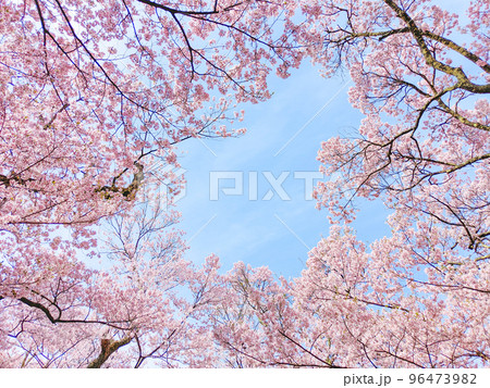 高遠城址公園の桜 高遠城址公園の桜 96473982