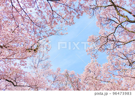 高遠城址公園の桜 高遠城址公園の桜 96473983