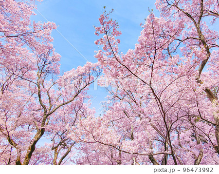 高遠城址公園の桜 高遠城址公園の桜 96473992