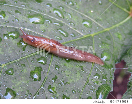 雨上がりにオクラの葉にいたナメクジ 雨上がりにオクラの葉にいたナメクジ 96473993