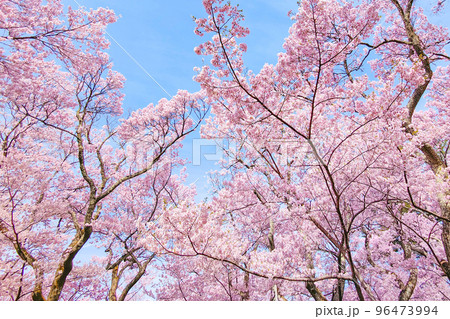 高遠城址公園の桜 高遠城址公園の桜 96473994