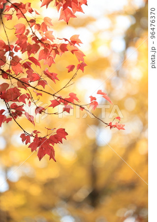 公園の紅葉 96476370