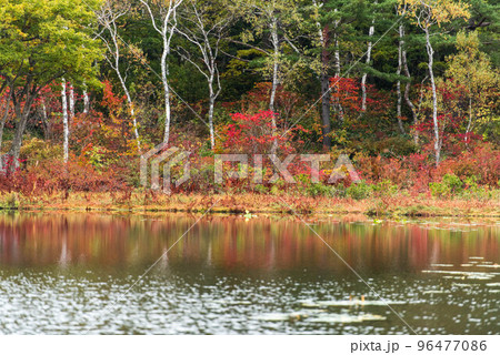 美しい紅葉の志賀高原一沼 96477086