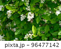花の蜜を吸う蜂 マルハナバチとイボタノキ 96477142