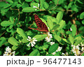 花の蜜を吸う蝶々 ヒョウモンチョウとイボタノキ 96477143