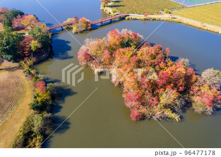 ドローン撮影｜紅葉が美しくキャンプもできる曽根沼湖岸緑地｜滋賀県彦根市 96477178