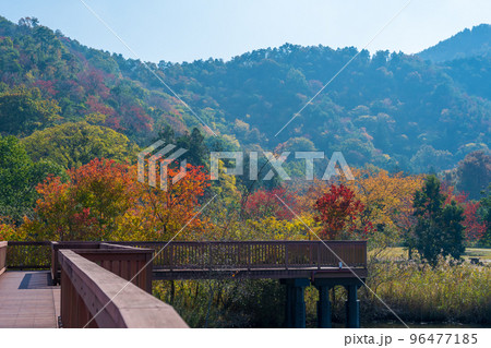 紅葉が美しくキャンプもできる曽根沼湖岸緑地｜滋賀県彦根市 96477185