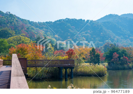 紅葉が美しくキャンプもできる曽根沼湖岸緑地｜滋賀県彦根市 96477189